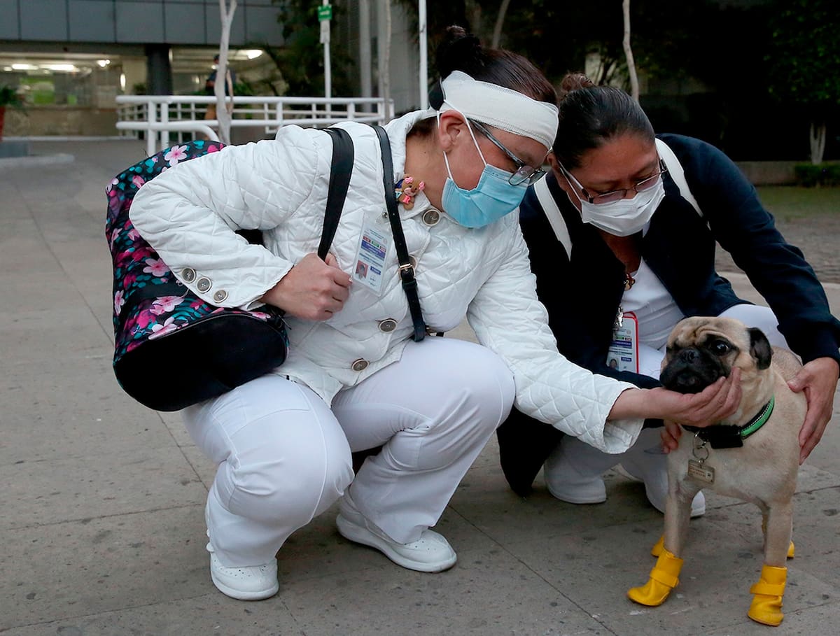 MEX1294. CIUDAD DE MÉXICO (MÉXICO),18/05/2020.- Fotografía cedida este lunes por el Instituto de Seguridad y Servicios Sociales de los Trabajadores del Estado, que muestra al perro de raza pug llamado Harley, mientras acompaña a personal médico de esta dependencia, en Ciudad de México (México). Un pequeño perro pug de tres años ha sido una herramienta fundamental para ayudar a aliviar el estrés y la ansiedad que padecen los profesionales de la salud, debido a las extenuantes jornadas y las muertes que tienen que enfrentar a diario ocasionadas por el coronavirus. EFE/ISSSTE/SOLO USO EDITORIAL