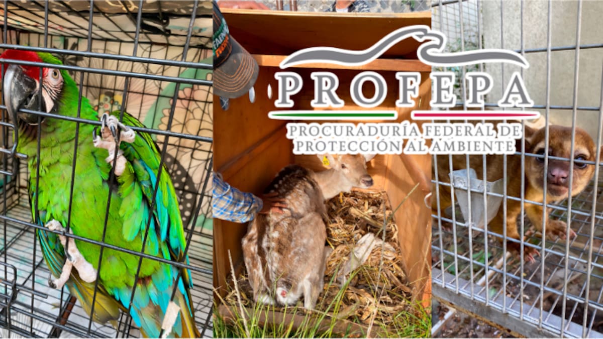Clausuran parque en Morelos tras hallar animales desnutridos, estresados y en condiciones deplorables: Profepa asegura 41 ejemplares silvestres, entre ellos un mono araña y guacamayas en peligro