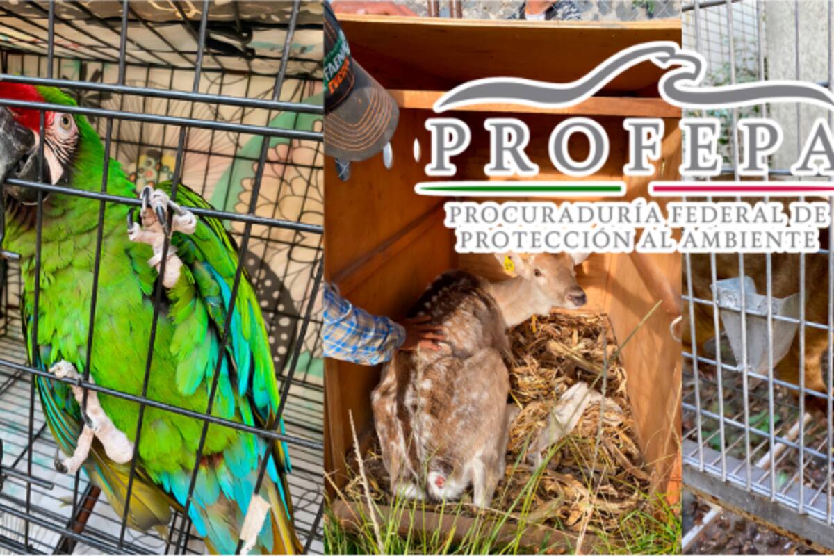 Clausuran parque en Morelos tras hallar animales desnutridos, estresados y en condiciones deplorables: Profepa asegura 41 ejemplares silvestres, entre ellos un mono araña y guacamayas en peligro