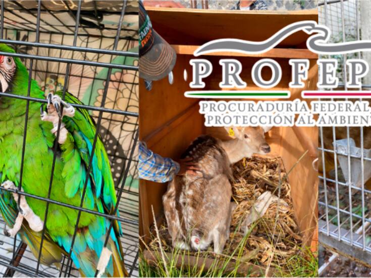 Clausuran parque en Morelos tras hallar animales desnutridos, estresados y en condiciones deplorables: Profepa asegura 41 ejemplares silvestres, entre ellos un mono araña y guacamayas en peligro