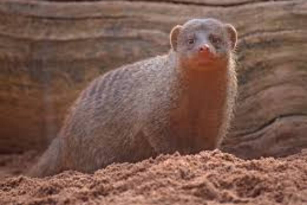 Se enfrentan una cobra y una mangosta