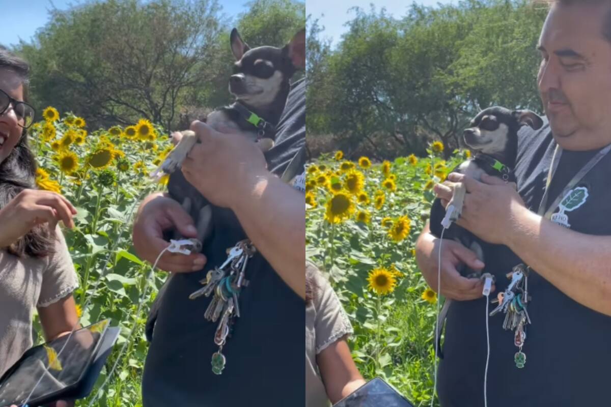 “Vive en una película de suspenso y acción continua”: Prueban un transductor para escuchar la energía de un chihuahua y el resultado se vuelve viral