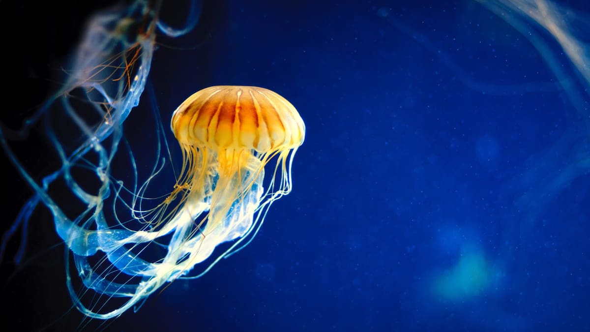 Alertan por presencia del “dragón azul” en playas de Michoacán; activan protocolos de seguridad para turistas y habitantes