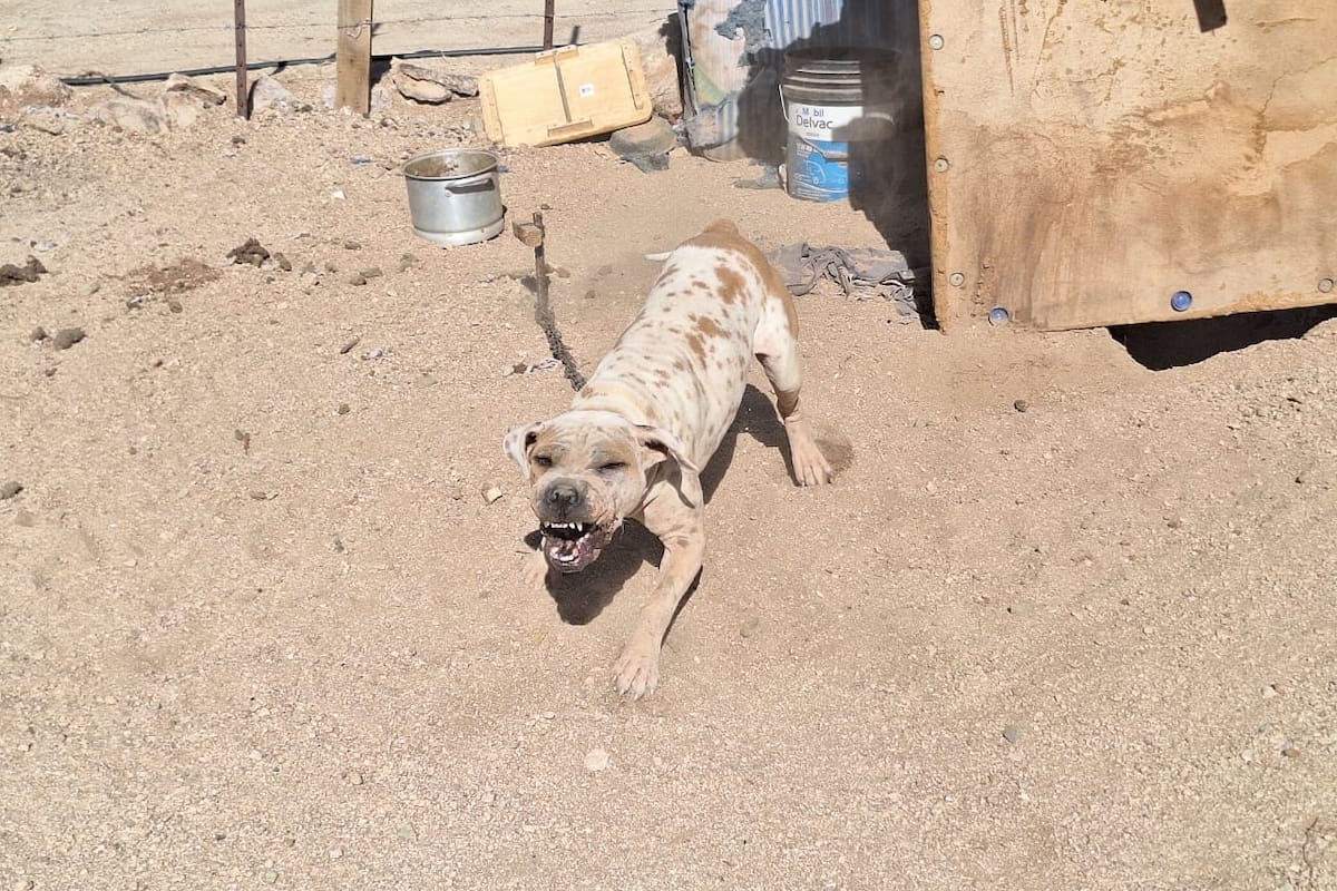 Perros callejeros: un riesgo que va más allá de la mordida, advierte infectólogo de Hermosillo