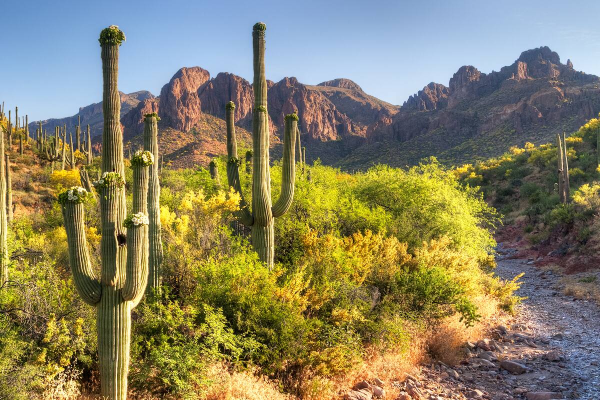 Sorpréndete con los enormes cactus de Saguaro National Park en Arizona