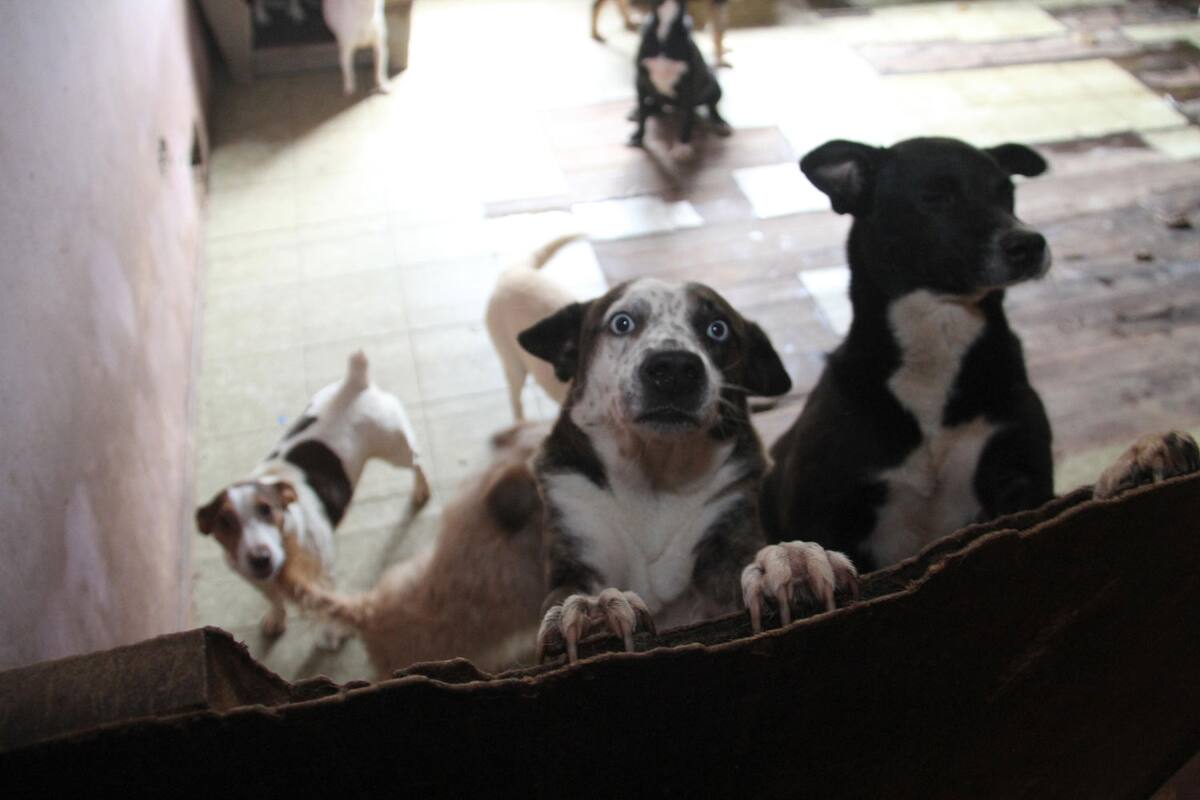 Aumenta adopción de perros en Tijuana