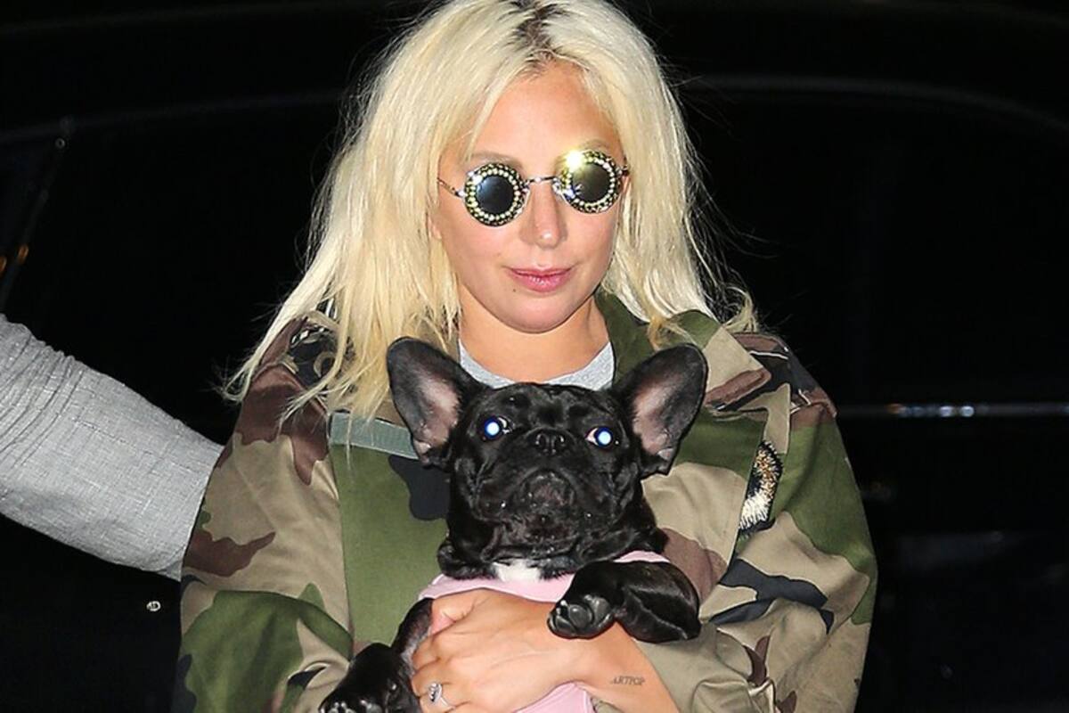Lady Gaga: el violento robo de dos perros de la cantante en Los Ángeles (y por qué no es un hecho aislado)