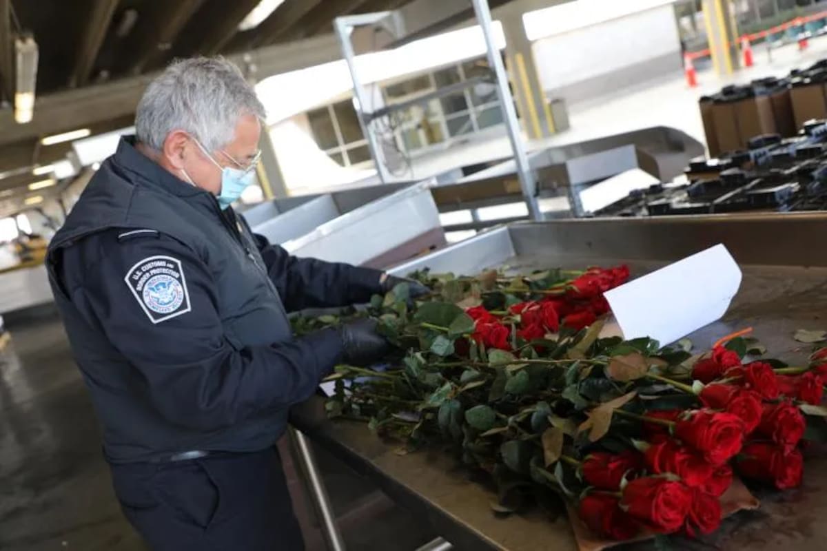 ¿Piensas cruzar flores para el Día de las Madres? Aduanas de EU advierte sobre especies prohibidas