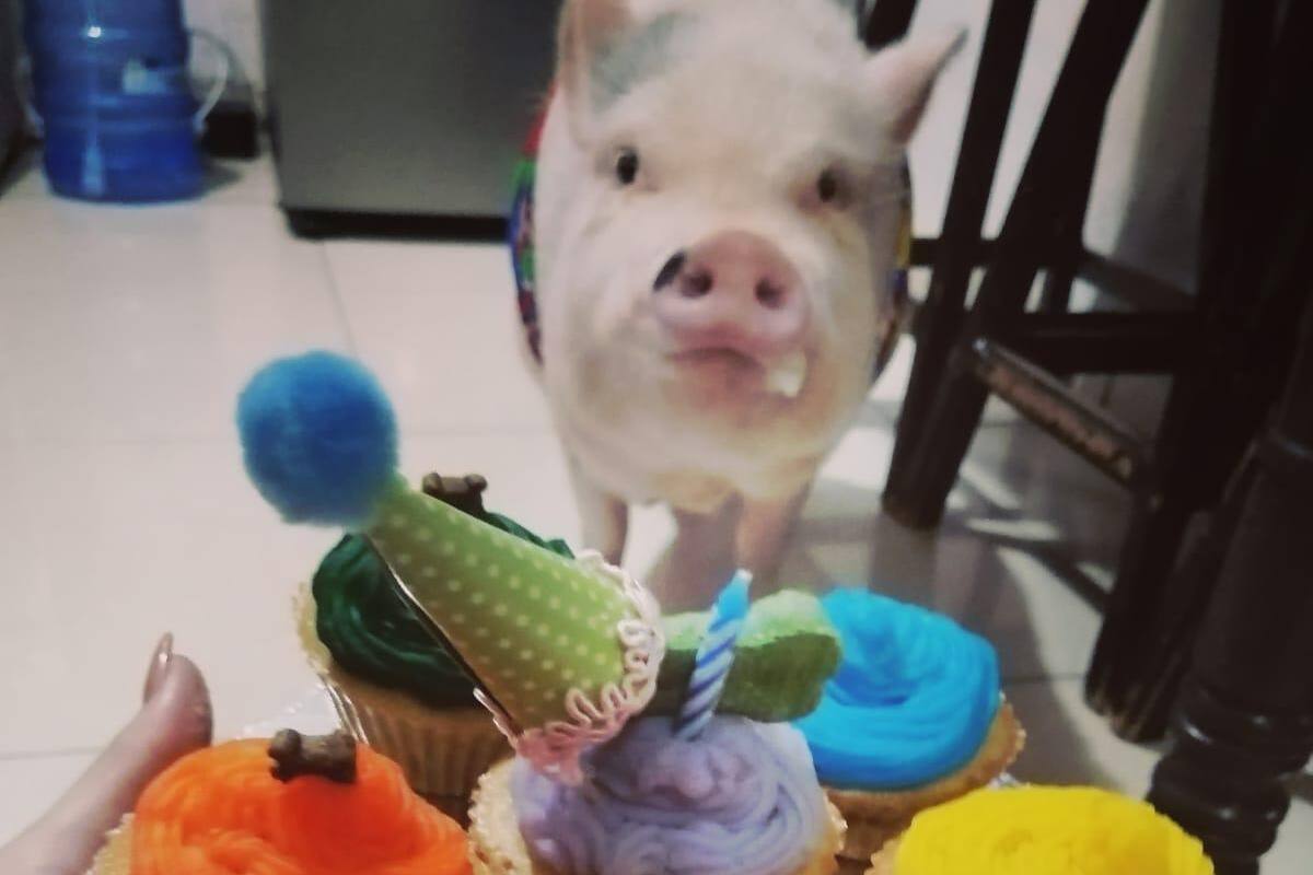 “Pancho” el cerdito ¡es como tener un perro!