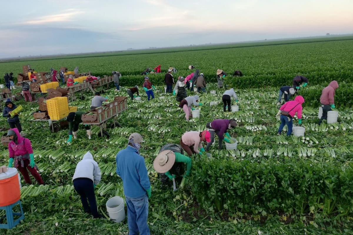 Con altas y bajas concluye ciclo de hortalizas en el Valle del Yaqui
