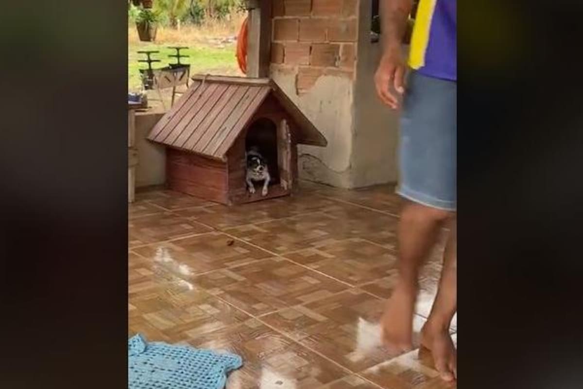 Viral: Perrito se enoja porque su dueño abre la puerta de su casa