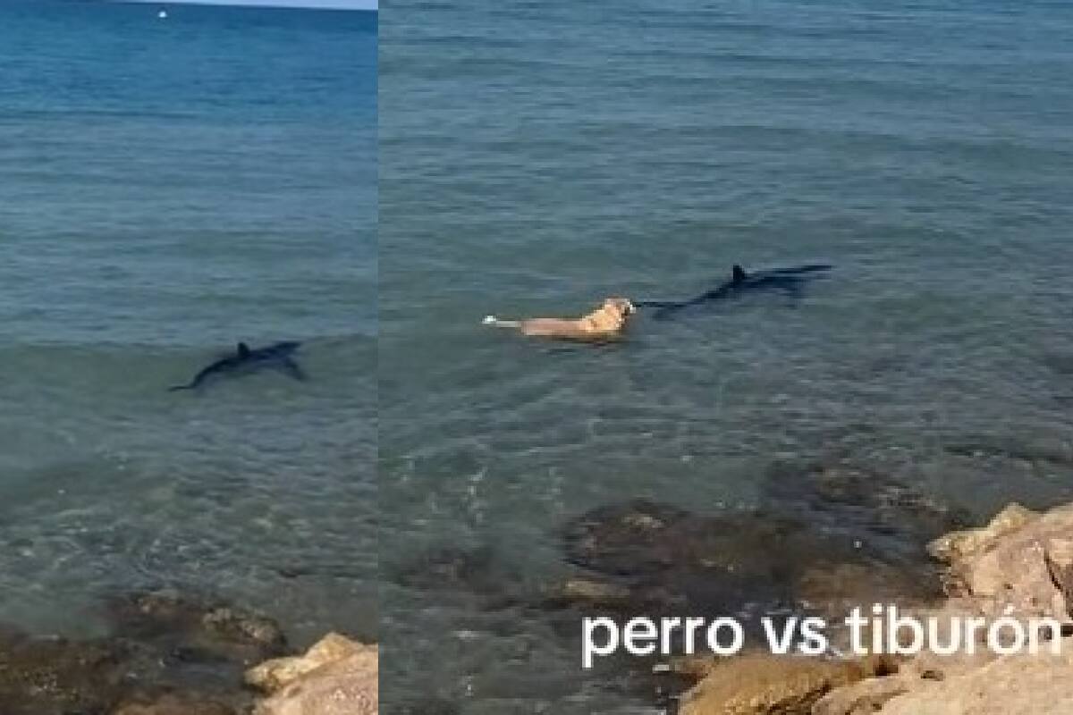 “¡No, perrito!: Tiburón aparece en la playa de Denia y un perro lo persigue