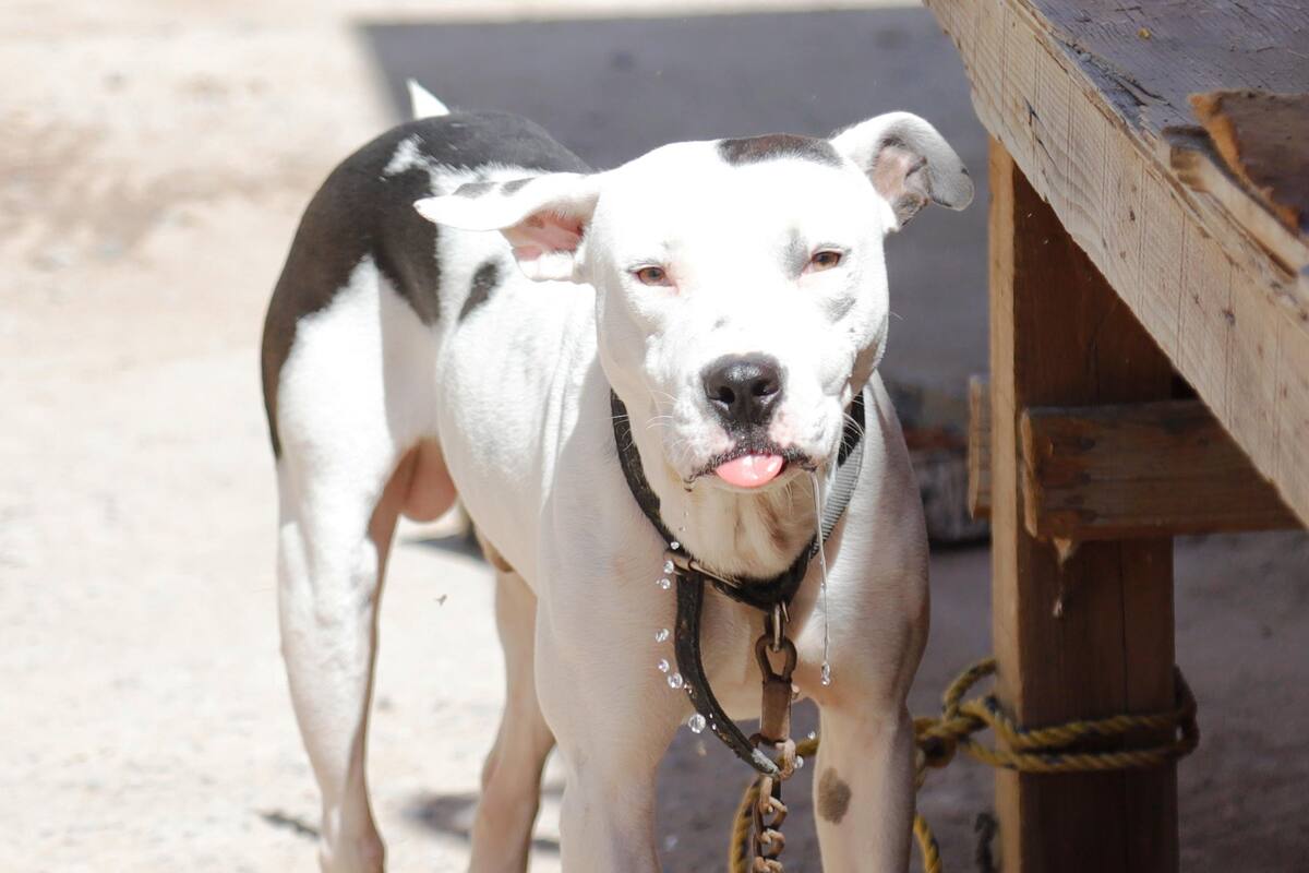 Dueños de "Chino" podrían ser sancionados hasta con 84 mil pesos