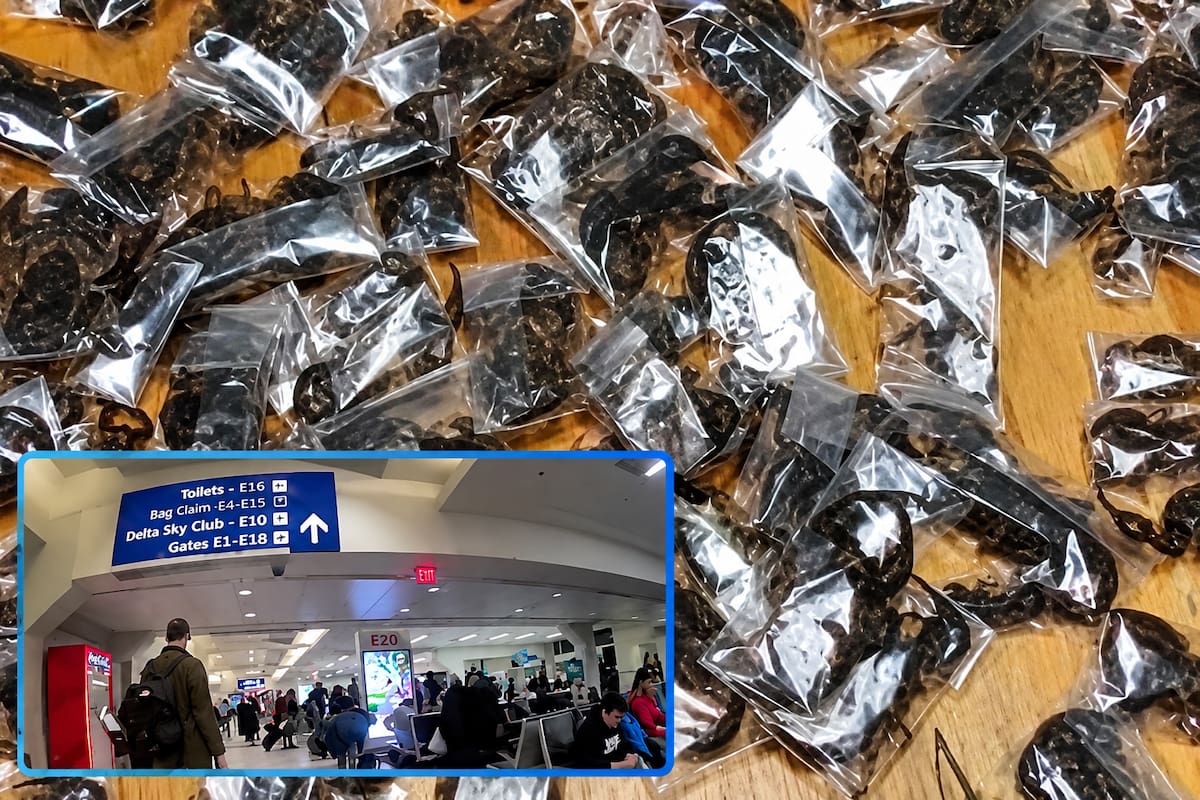 Detienen a hombre con 150 escorpiones venenosos vivos ocultos entre su ropa en aeropuerto de Sudáfrica