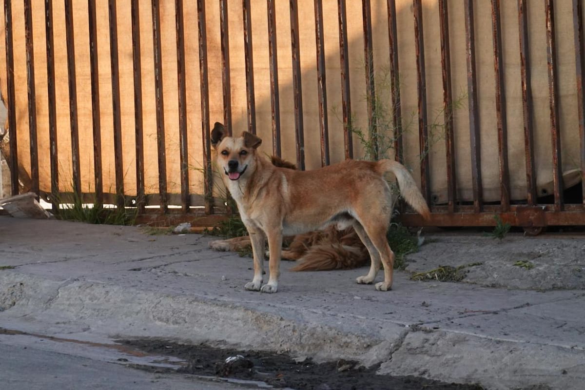 Confirman 24 casos de rickettsiosis y 12 muertes en Tijuana y Tecate durante 2026