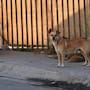 Confirman 24 casos de rickettsiosis y 12 muertes en Tijuana y Tecate durante 2026