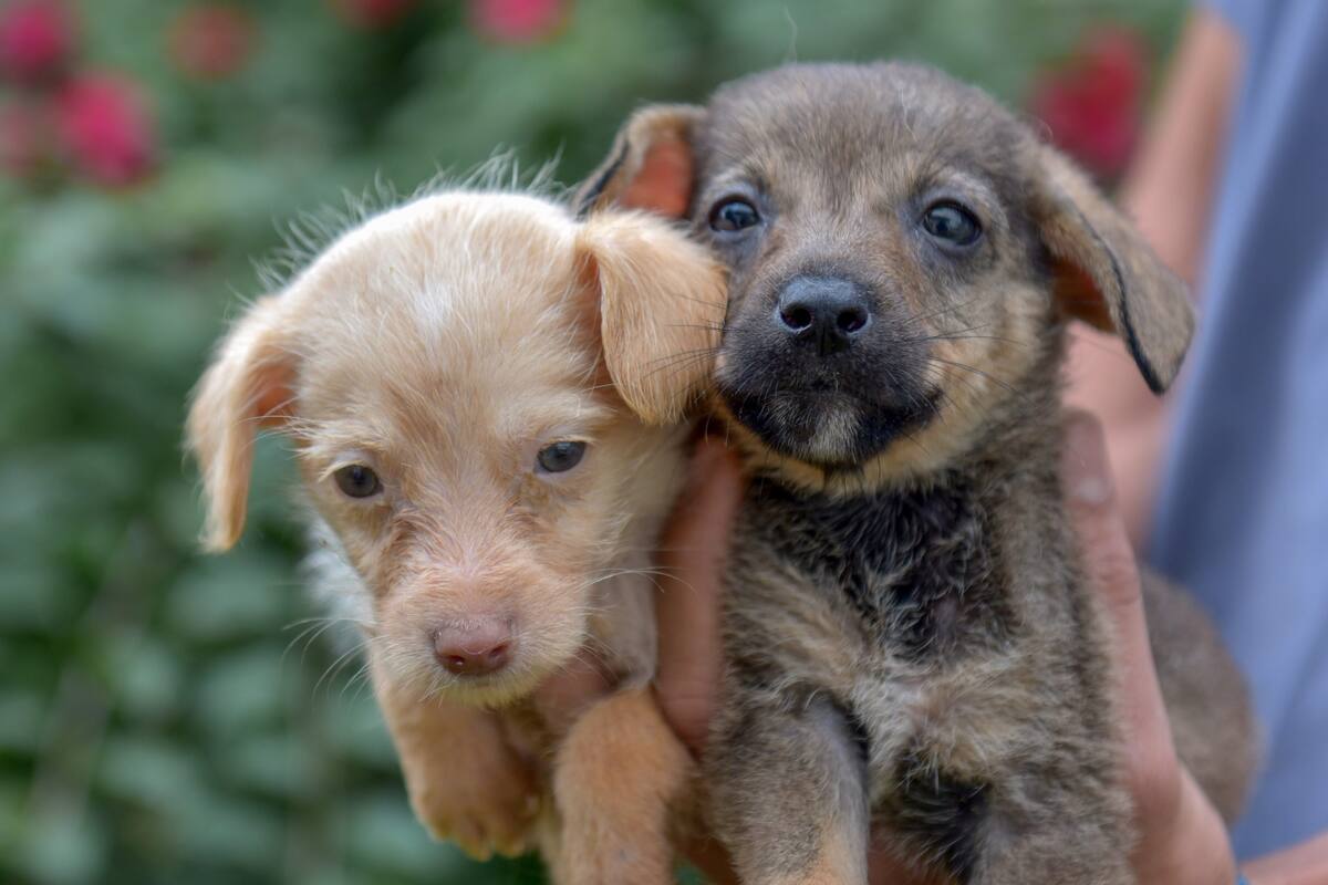 Razones por las que adoptar a un perro es la mejor decisión
