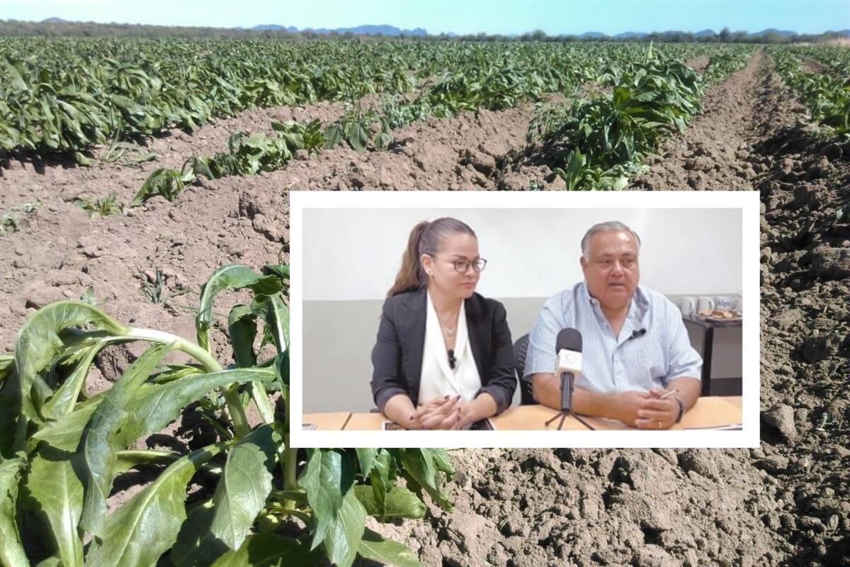 Si al agricultor le va mal también al comercio: Canaco