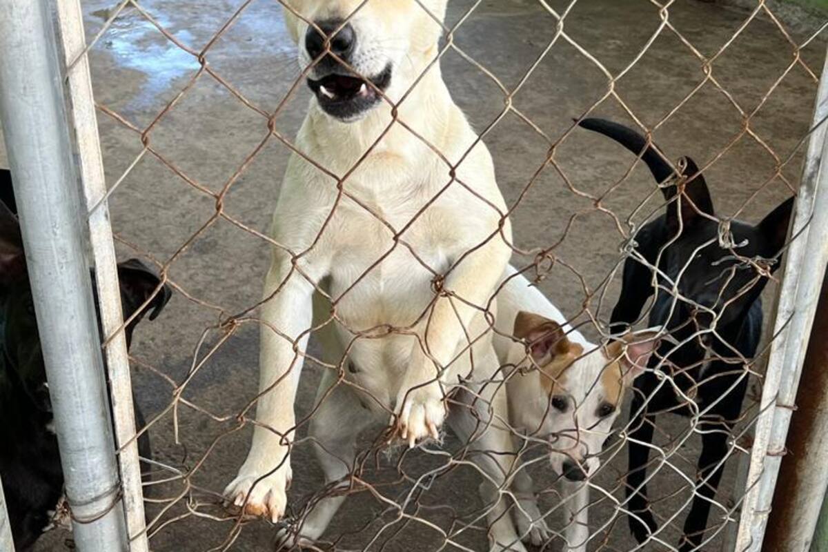 Se manifestarán grupos de animalistas el próximo 17 en Palacio Municipal de Rosarito