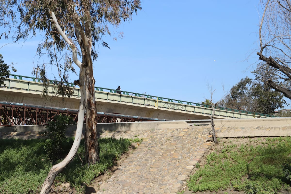 Aflora fauna nociva en la Zona Centro