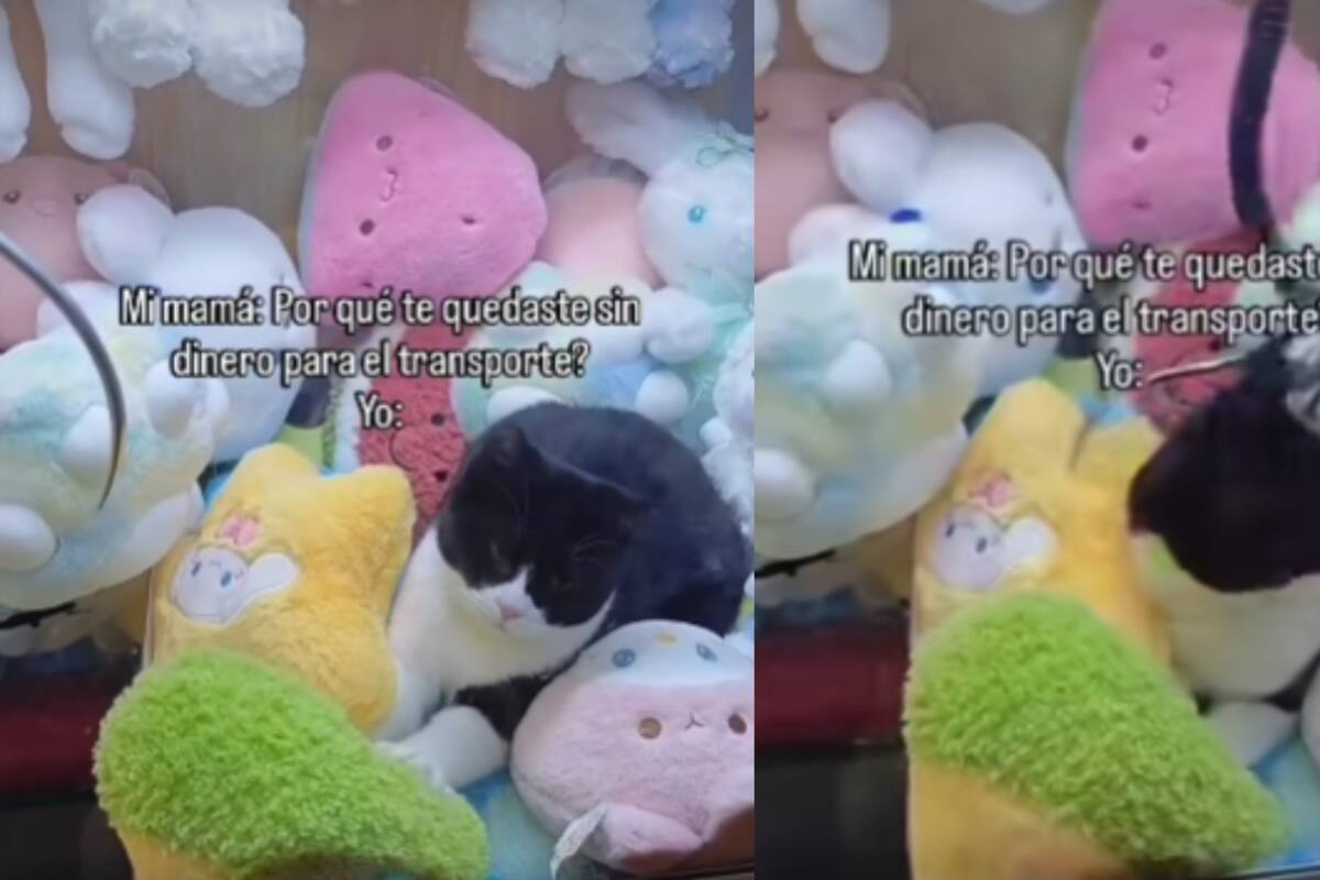 Joven graba a gato atrapado en maquina expendedora de peluches