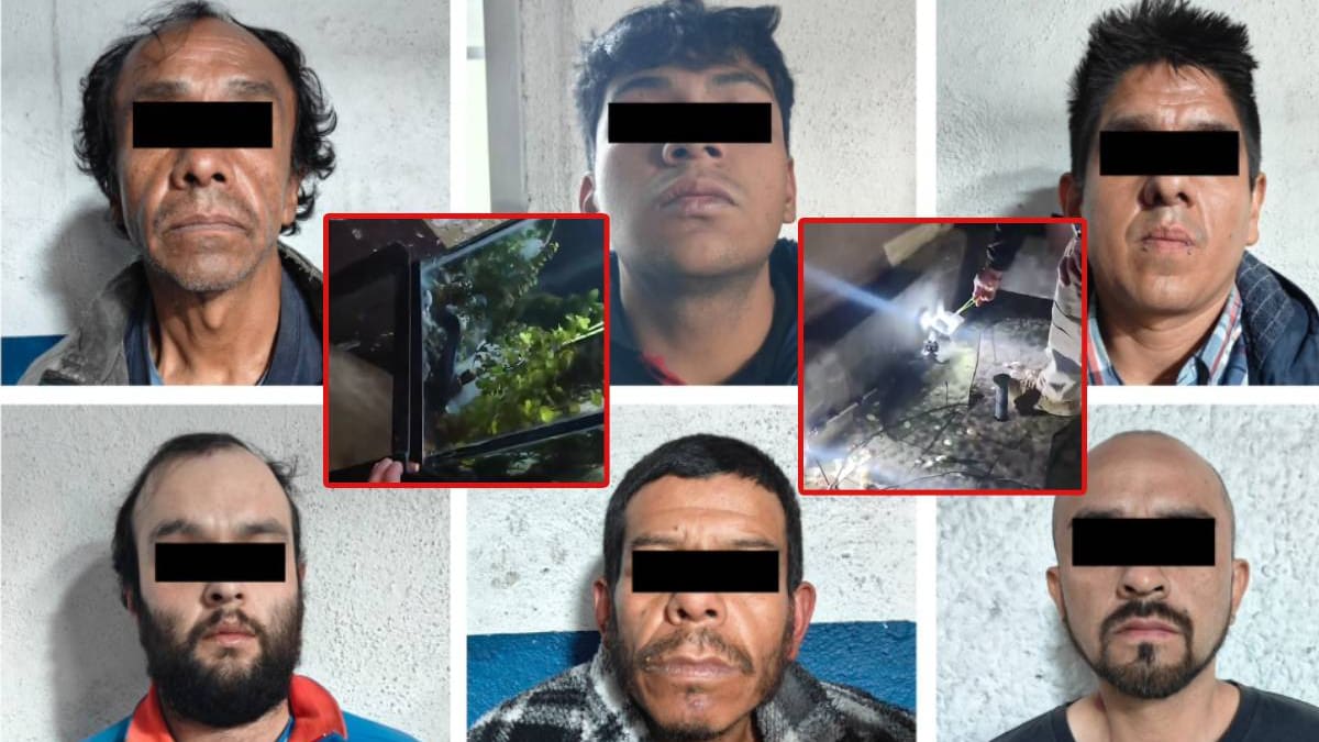 Cocodrilos, ajolotes e iguana incautan a una célula de narcomenudeo en CDMX; ejemplares fueron trasladados a instalaciones especializadas en Xochimilco