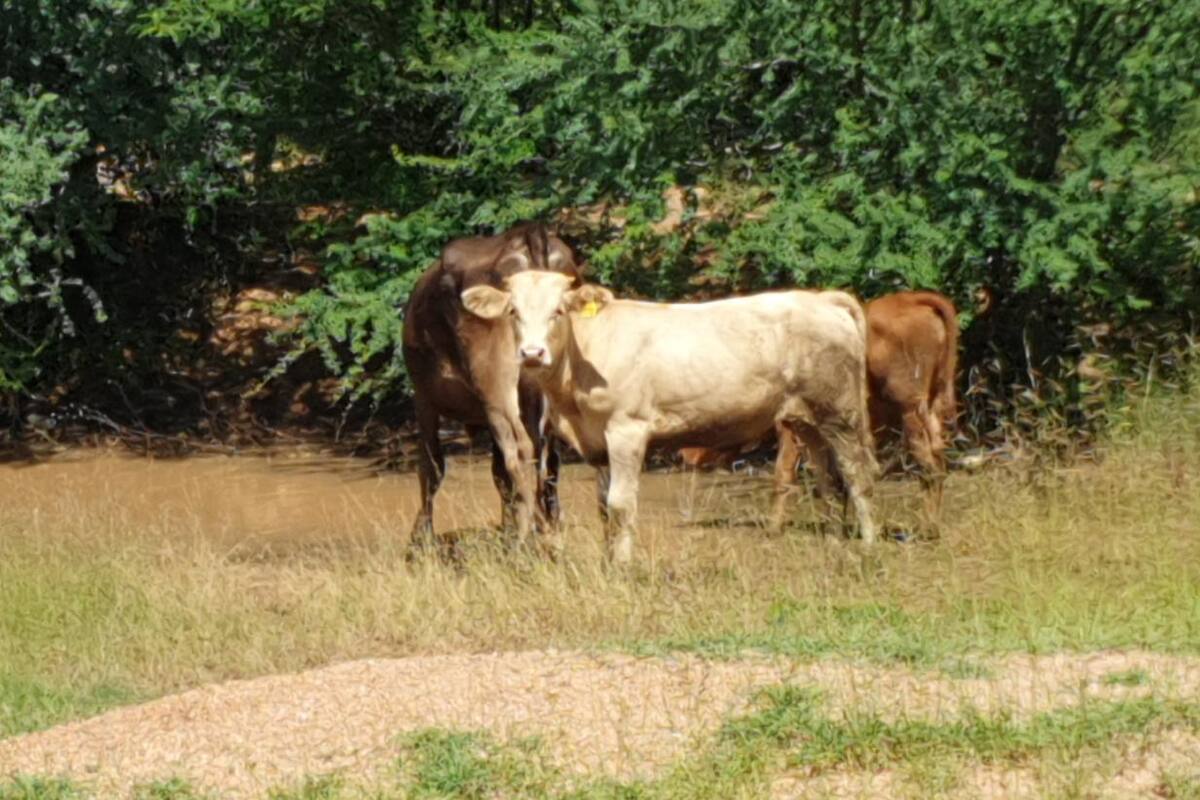 Hay agua y pasto, pero ahora le faltan vacas al ganadero