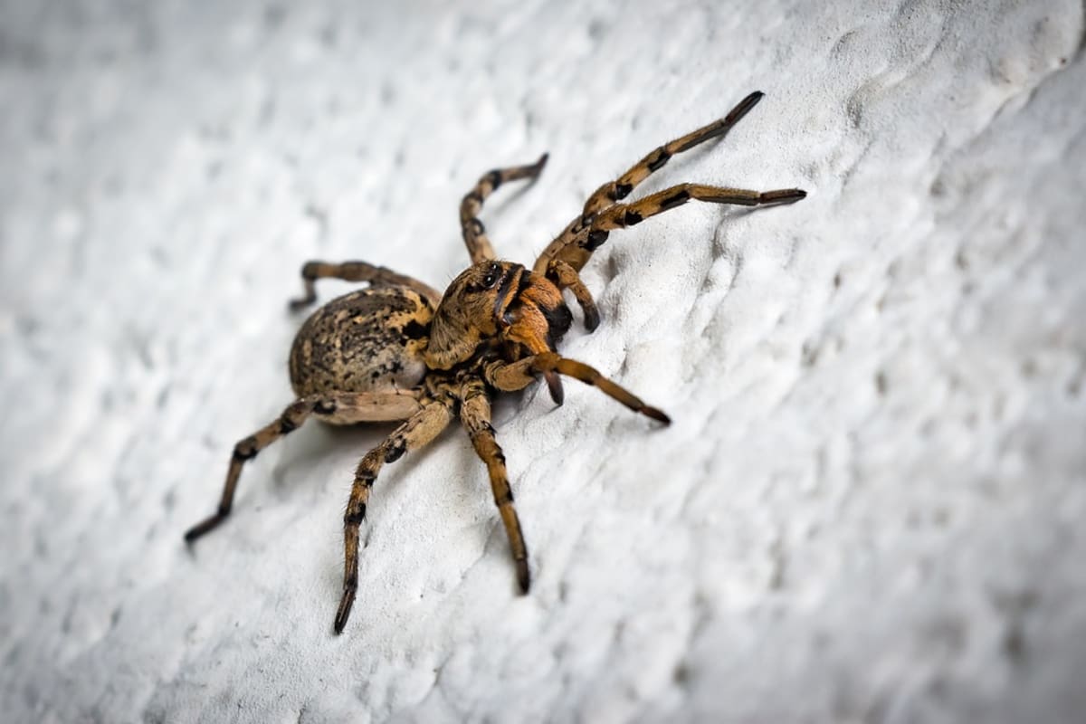 Araña brinca a la cara de la mujer que la estaba grabando
