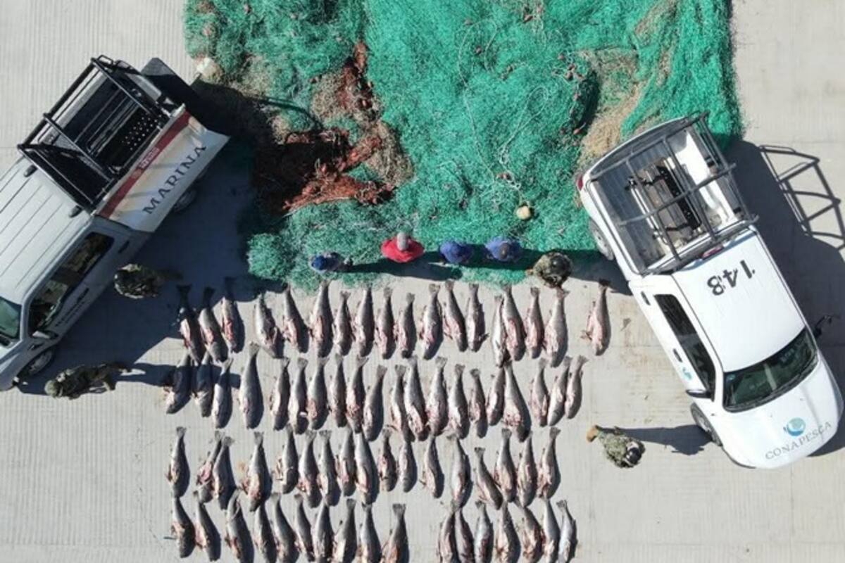 Aseguran redes totoaberas en San Felipe