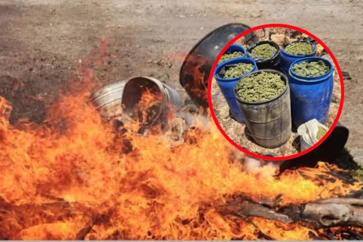 Aseguran y destruyen almacenamiento y plantío de marihuana en Mocorito