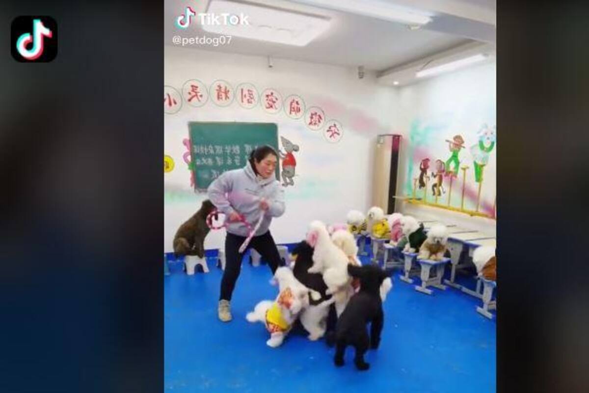 Perritos brincan la cuerda al mismo tiempo y se viraliza en redes sociales