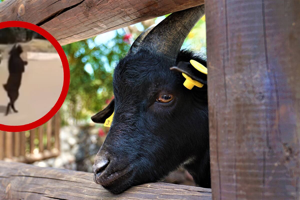VIDEO: Captan a cabra negra caminando como persona... ¿Black Phillip?