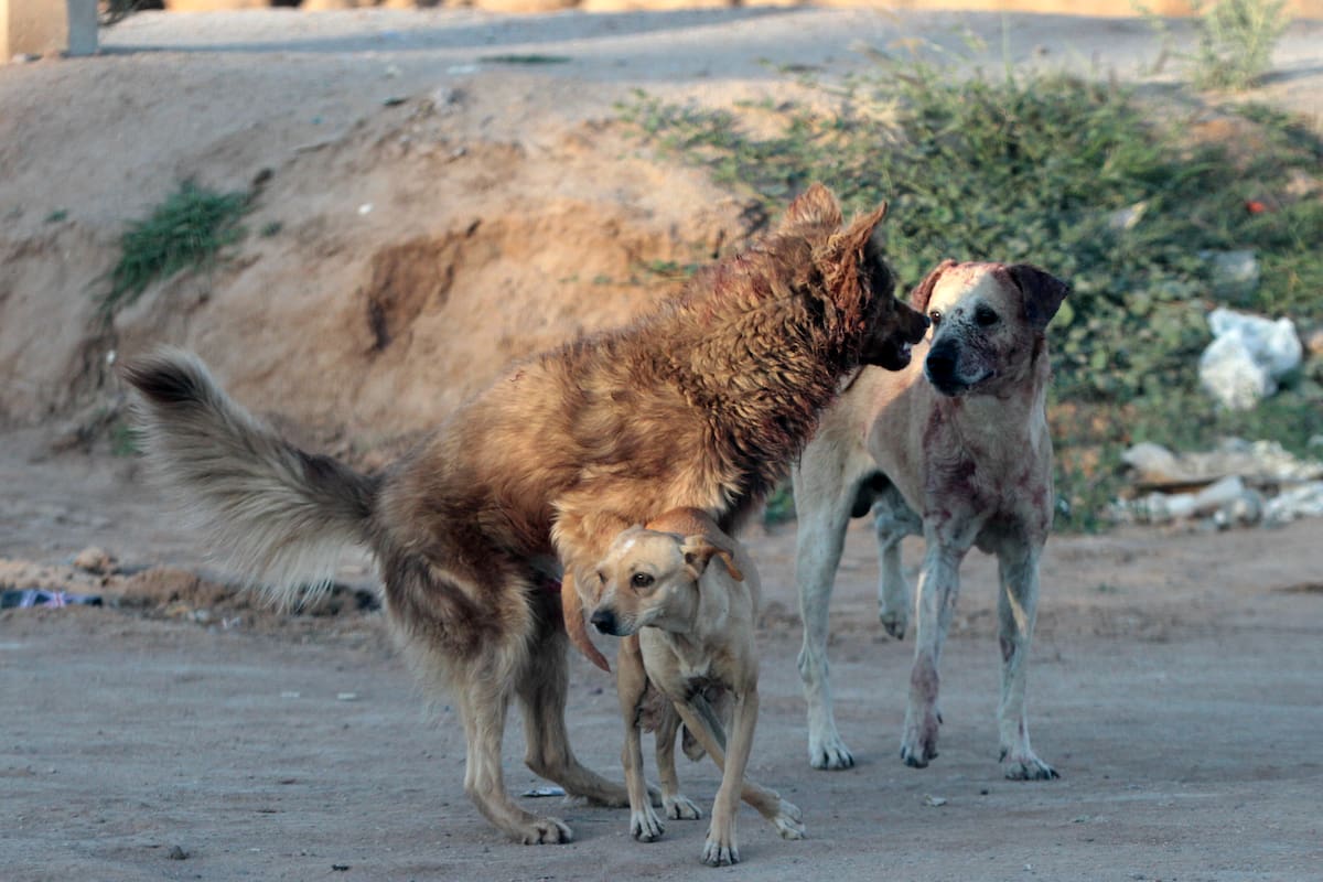 Alerta en Hermosillo: jaurías de perros ferales en cerros amenazan la salud y la fauna silvestre