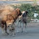 Alerta en Hermosillo: jaurías de perros ferales en cerros amenazan la salud y la fauna silvestre
