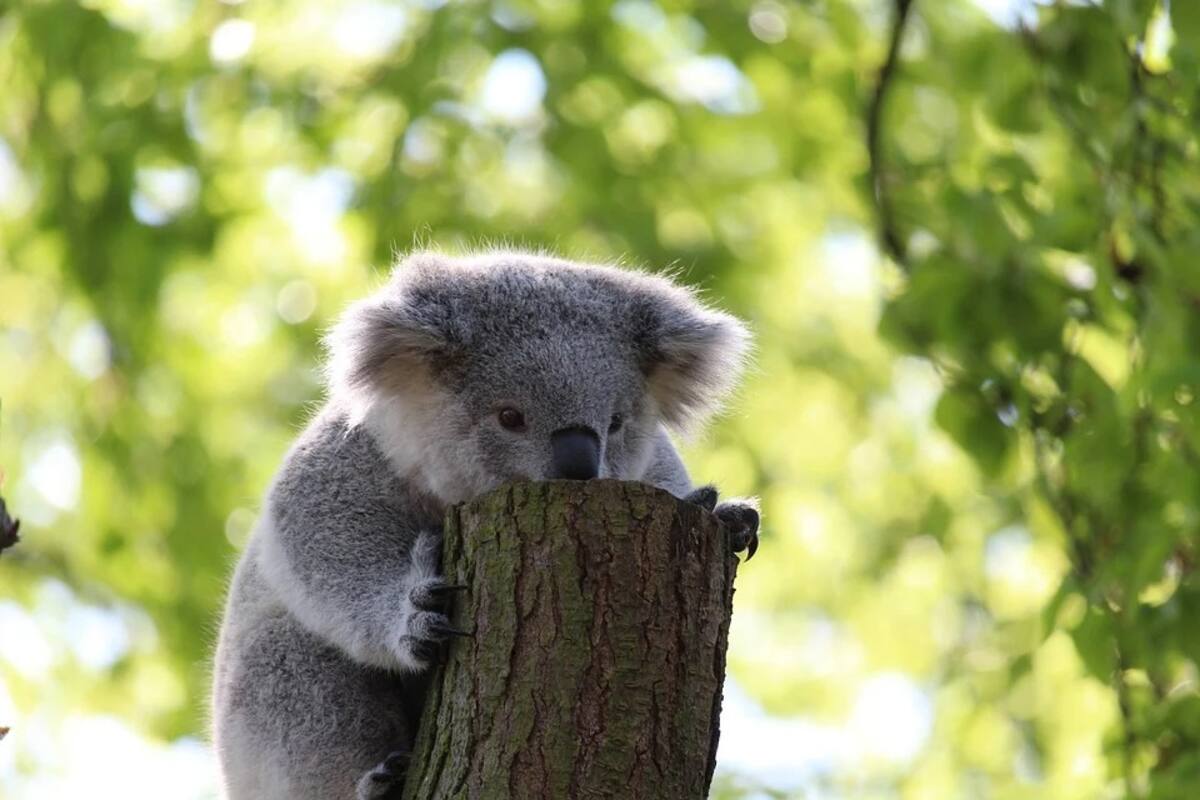 Koala posa al volante tras causar un choque múltiple