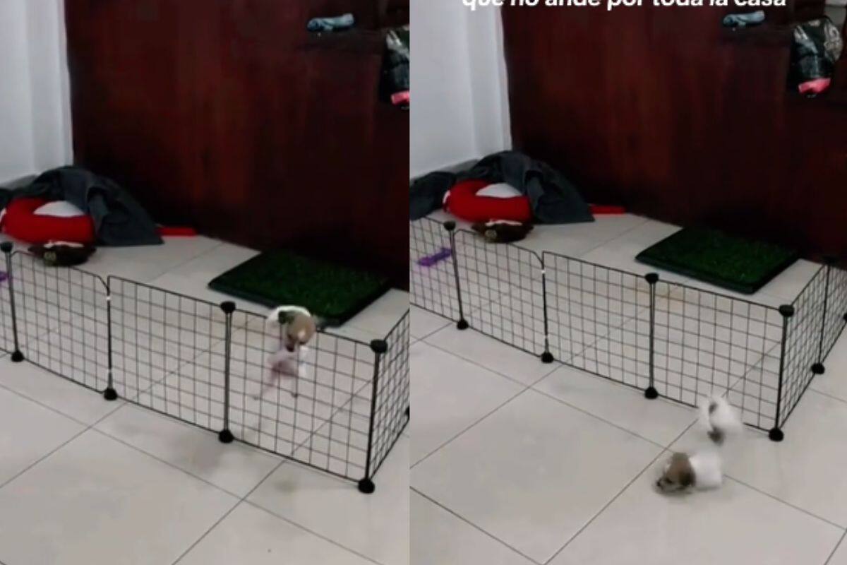 Le compran un corral para que no ande por toda la casa y el perrito decide saltarse