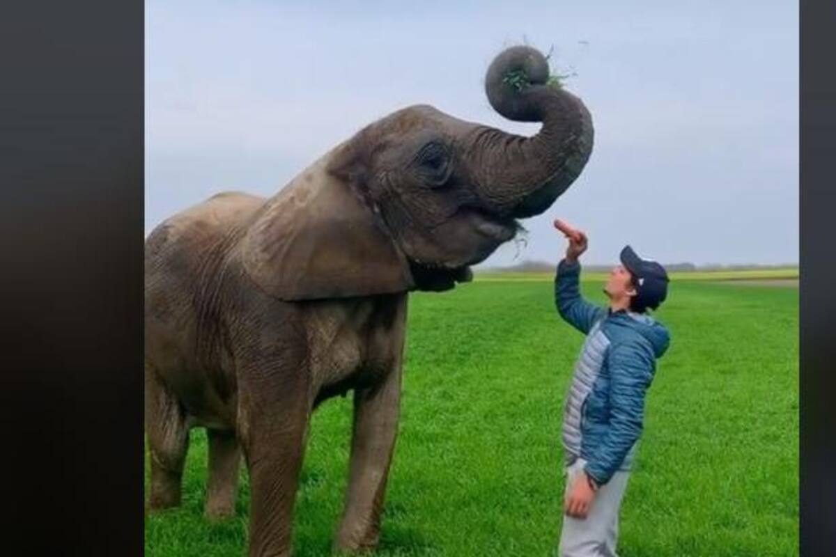 TIKTOK: Este joven realiza challenge de antes y después a lado de un elefante