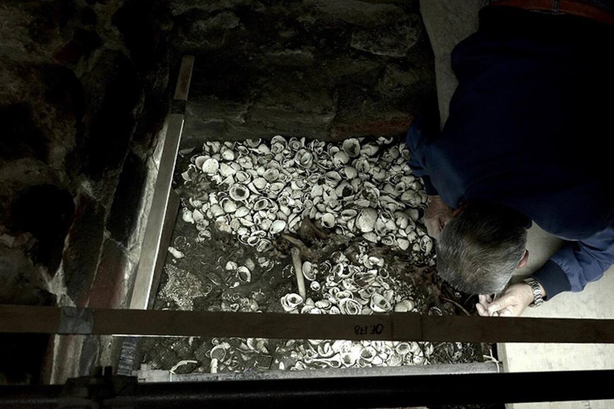 México encuentra el depósito más grande de estrellas de mar