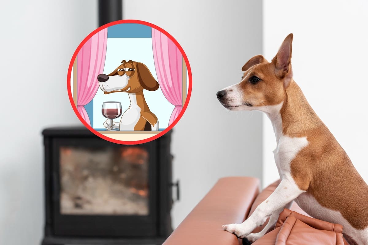 ¿A tu perro le gusta el chisme? Esto dice la ciencia