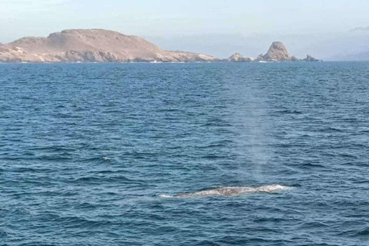 Avistamiento de ballenas reporta alza