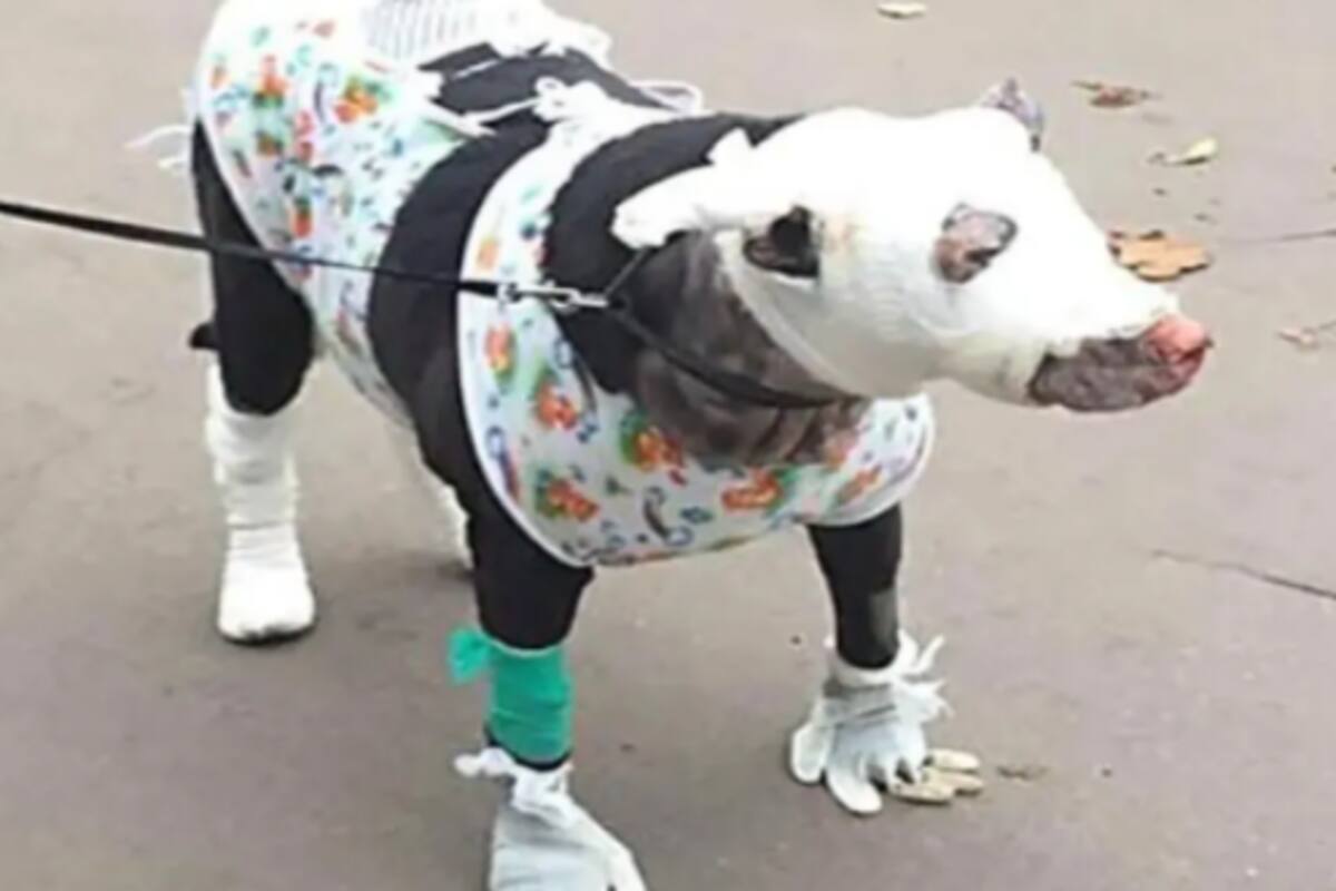 Perrita embarazada rescata a cuatro personas de un incendio en Rusia