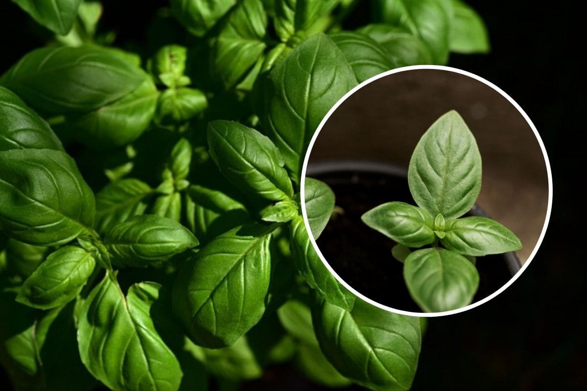 ¿Tu albahaca dejó de florecer? Estas son las causas más comunes y cómo recuperarla con cuidados simples en casa