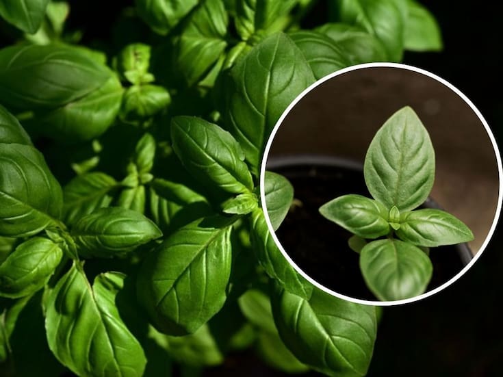 ¿Tu albahaca dejó de florecer? Estas son las causas más comunes y cómo recuperarla con cuidados simples en casa