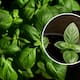 ¿Tu albahaca dejó de florecer? Estas son las causas más comunes y cómo recuperarla con cuidados simples en casa