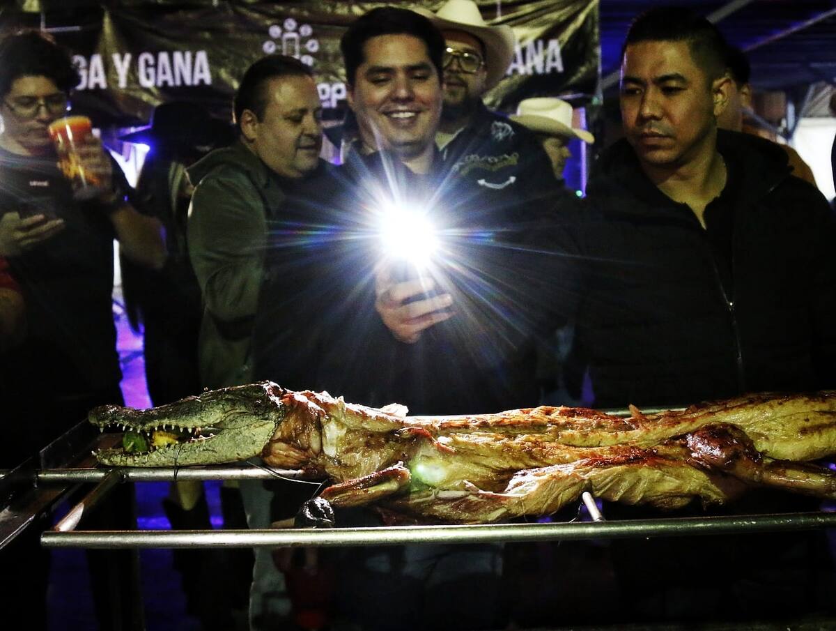 Carne de cocodrilo fue una de las excentricidades de este año en el evento de "A la Parrilla Fest", lo que llamó la atención de los asistentes, quienes esperaban probar algo de su carne. (Foto: Saúl Martínez)