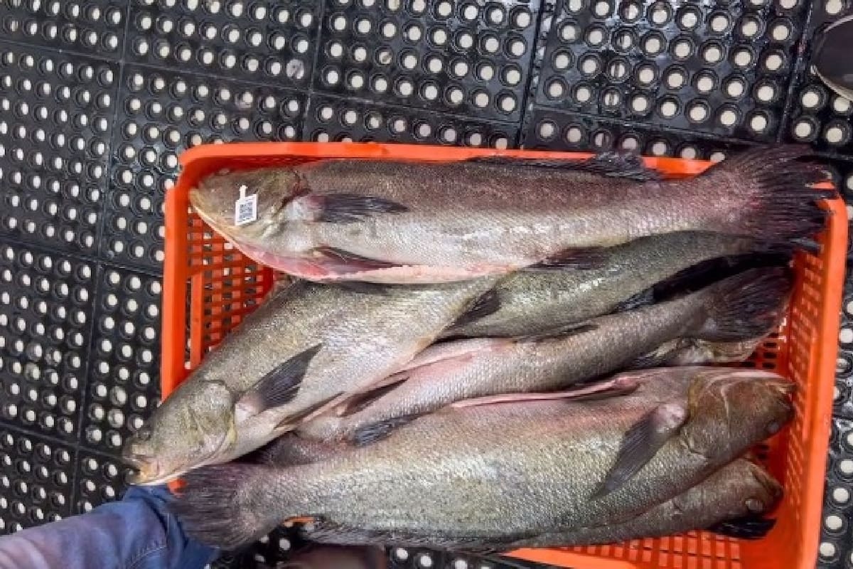 Buscan posicionar consumo de totoaba de cultivo en Baja California