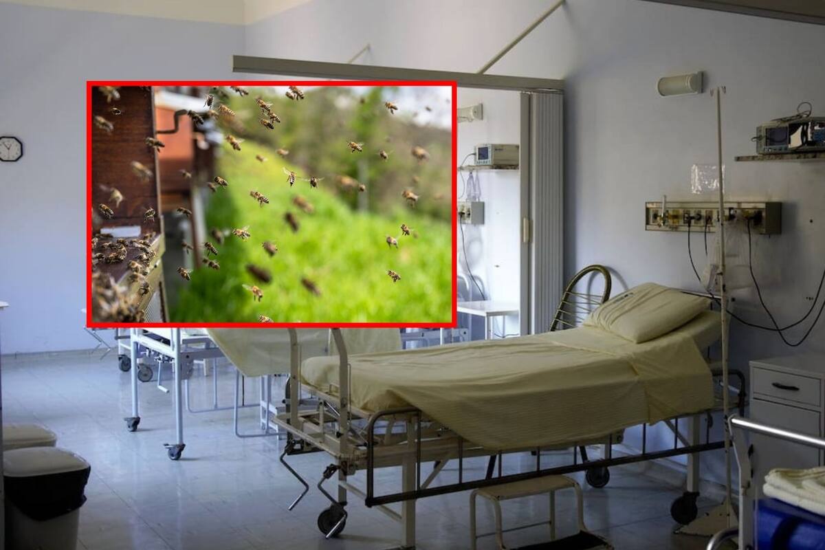 Adulto mayor es hospitalizado tras ataque de enjambre de abejas en Sinaloa