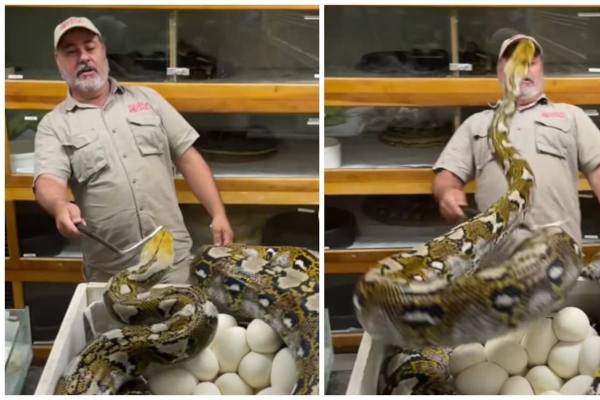 Cuidador es atacado por serpientes; videos causan furor en TikTok