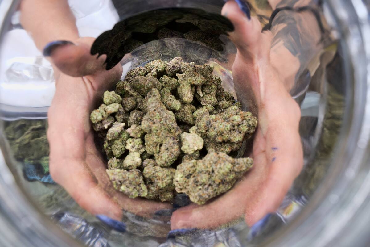 Este mes discutirán dictamen sobre cannabis