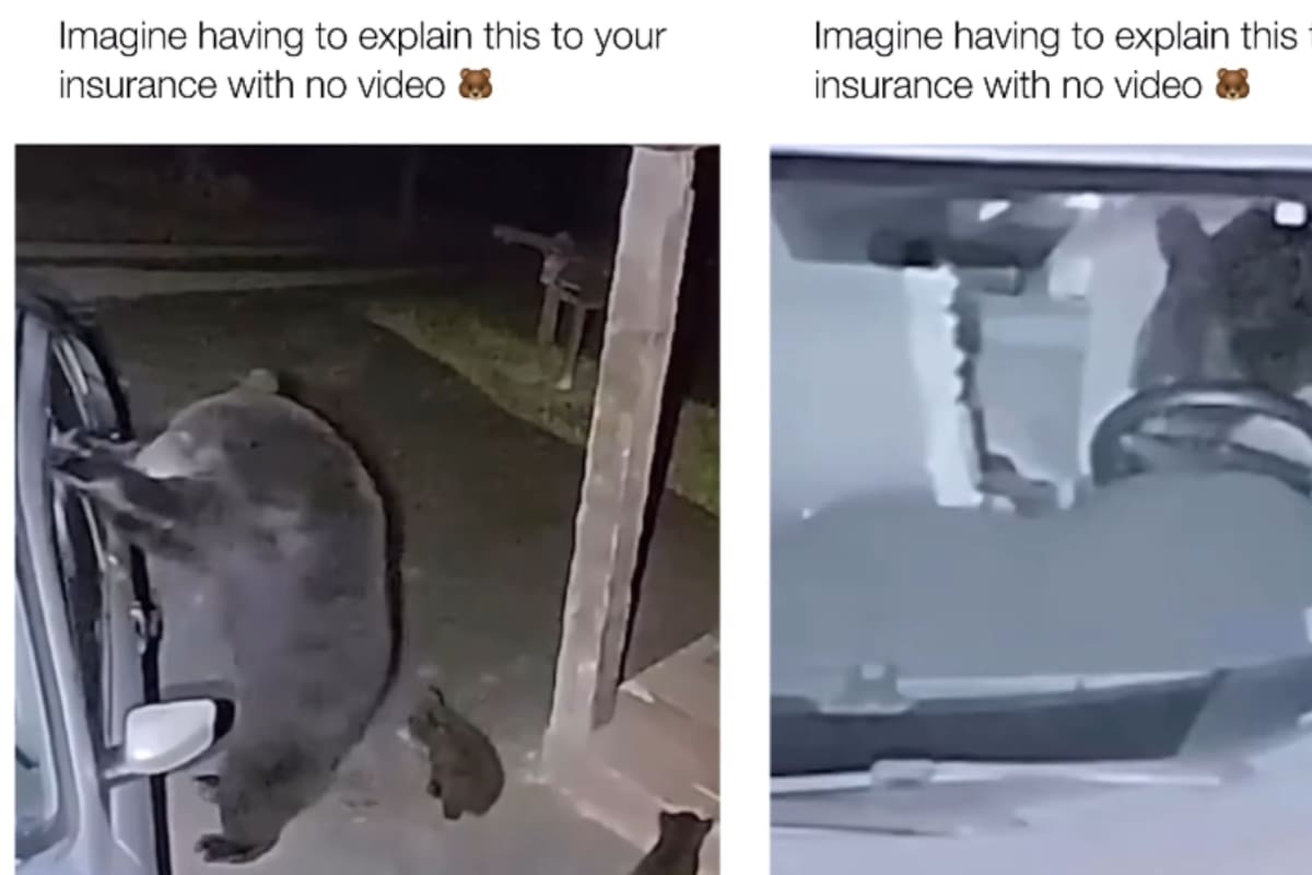 “¿Cómo le explico esto a mi seguro?”: Osos atacan el carro estacionado de una persona, y este los graba